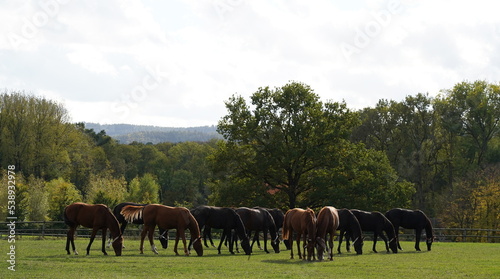 stallions on the pasture,hengste auf der weide