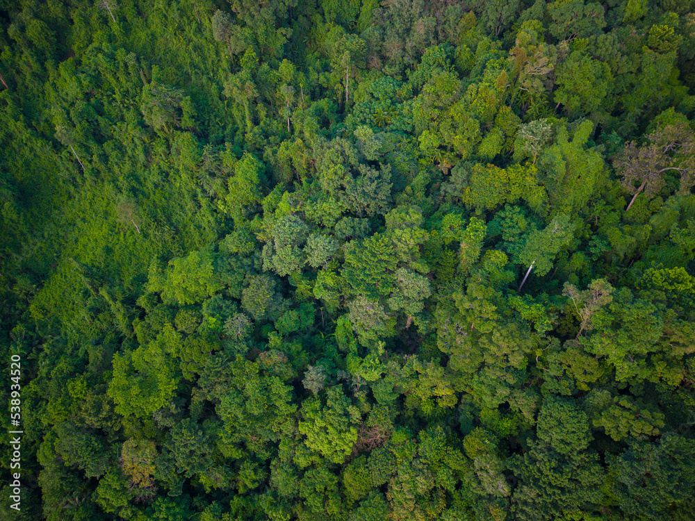 Aerial view mountain tropical rainforest with green various tree