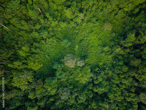 Aerial view mountain tropical rainforest with green various tree