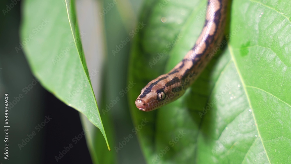 The snake sticks out its tongue and sniffs The snake sticks out its tongue and sniffs