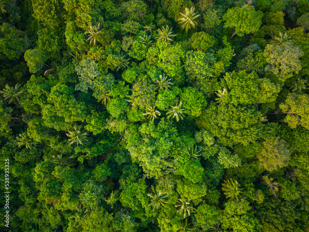 Aerial view mountain tropical rainforest with green various tree