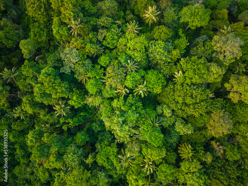 Aerial view mountain tropical rainforest with green various tree © themorningglory