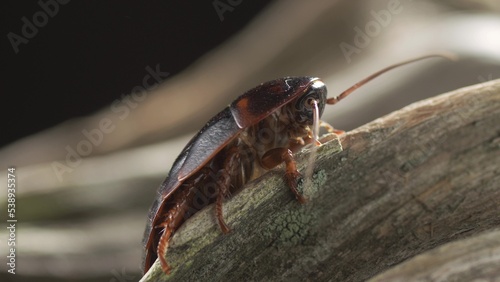 Macro of a Big Brown Cockroach