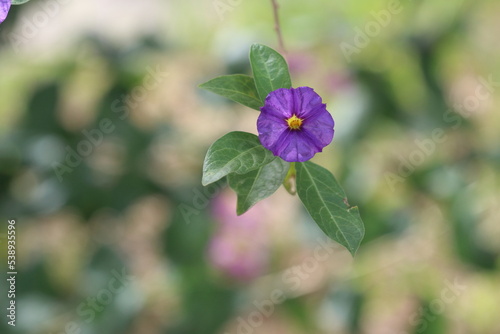 Lycianthes rantonnetii, the blue potato bush or Paraguay nightshade is a species of flowering plant in the nightshade family Solanaceae, native to South America but also found in the Mediterranean	 photo