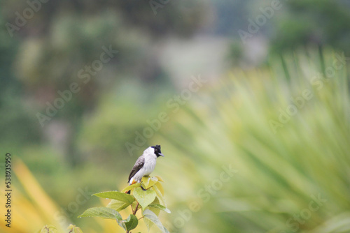 black capped kingfisher