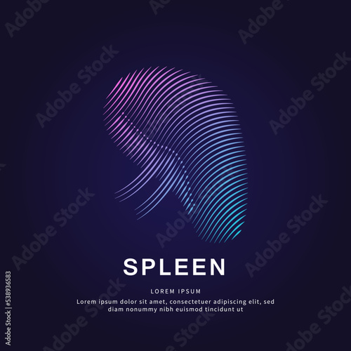 Human spleen medical structure. Vector logo spleen color silhouette on a dark background. EPS 10