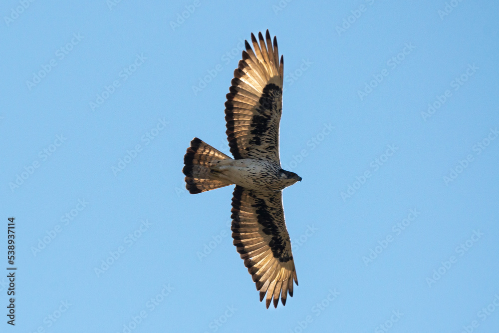 Fototapeta premium Aigle de Bonelli,.Aquila fasciata, Bonelli's Eagle