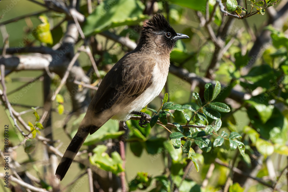 Obraz premium Bulbul tricolore,. Pycnonotus tricolor, Dark capped Bulbul