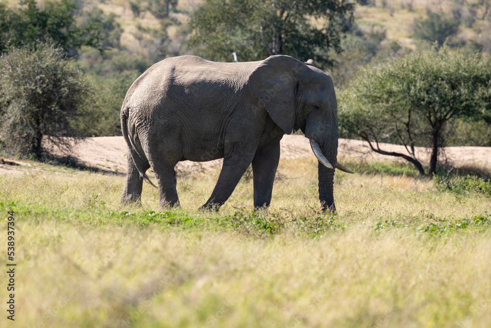 Éléphant d'Afrique, Loxodonta africana, Parc national Kruger, Afrique du Sud Éléphant d'Afrique, Loxodonta africana, Parc national Kruger, Afrique du Sud