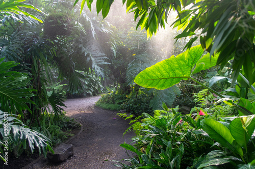 Dżungla, las deszczowy © Asfodel