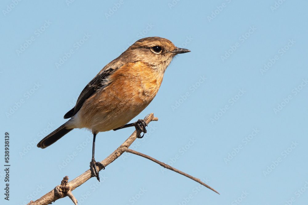 Tarier pâtre, Traquet pâtre, Saxicola rubicola, European Stonechat, femelle Tarier pâtre, Traquet pâtre, Saxicola rubicola, European Stonechat, femelle