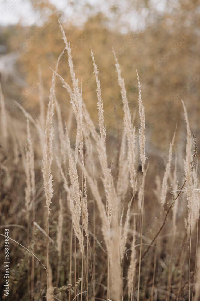 Pampas grass in autumn. Natural background. Dry beige reed. Pastel neutral colors and earth tones. Banner. Selective focus. Pampas grass in autumn. Natural background. Dry beige reed. Pastel neutral colors and earth tones. Banner. Selective focus.