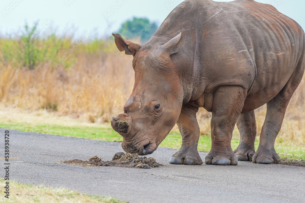 Obraz premium White Rhinoceros in Rietvlei Nature reserve during safari in South Africa
