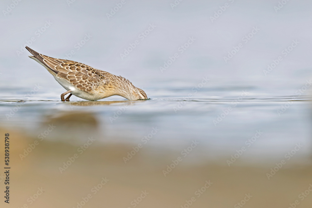 A first calendar year curlew sandpiper (Calidris ferruginea) foraging during fall migration at a lake. A first calendar year curlew sandpiper (Calidris ferruginea) foraging during fall migration at a lake.