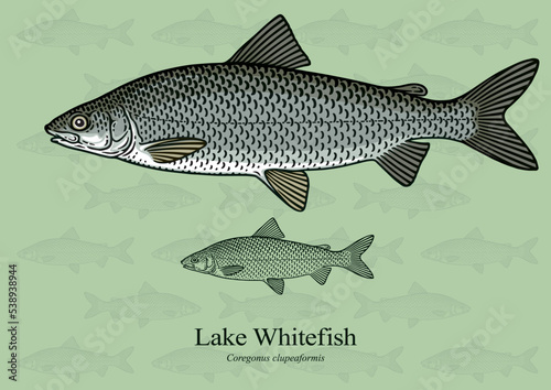 Lake Whitefish. Vector illustration with refined details and optimized stroke that allows the image to be used in small sizes (in packaging design, decoration, educational graphics, etc.)