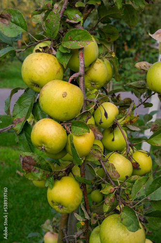 Jesienne jabłka
