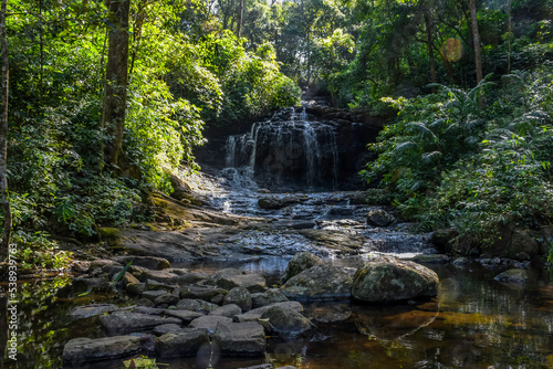 Tropical lush green rain forest of Kerala India