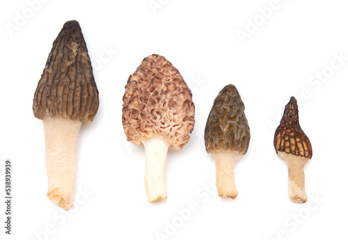 Morel mushrooms isolated on white background.
