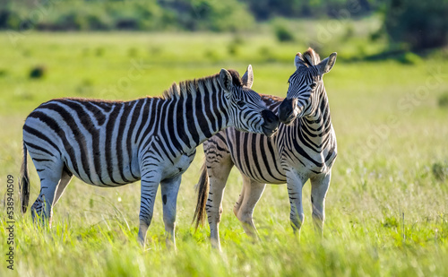 African zebra grazing in savannah