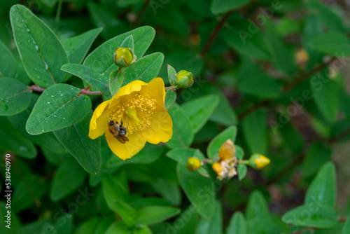 bumblebee and raindrops on pretty yellow flowers of St Johns wort 