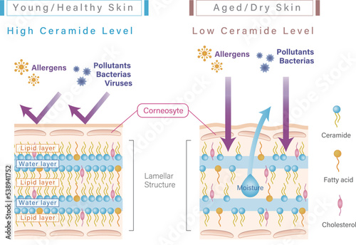 Skin vector diagram of skin intercellular lipid matrix of stratum corneum, the lamellar structure of ceramides. 