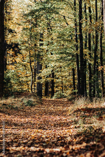 Fototapeta Naklejka Na Ścianę i Meble -  Jesień w lesie