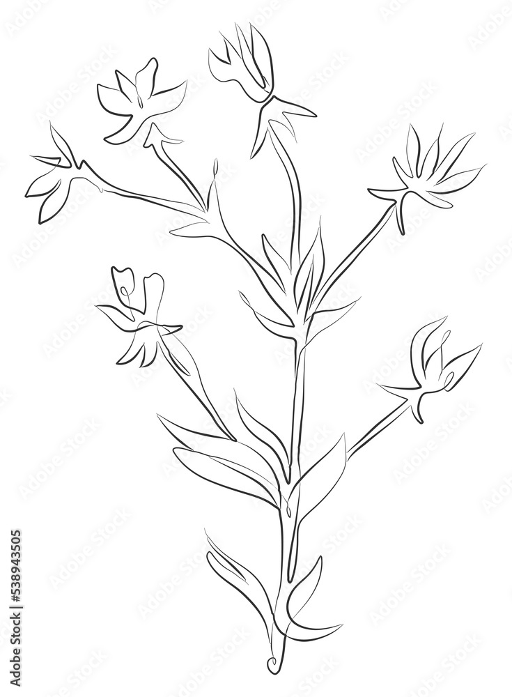 Line drawing plants black sketch. Field plant, wild flower with leaf one line illustration. Minimalist prints. Herb png