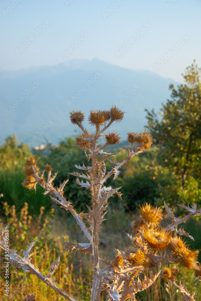 Burdock bush at View of a mountains landscape in the Pyrenees, France