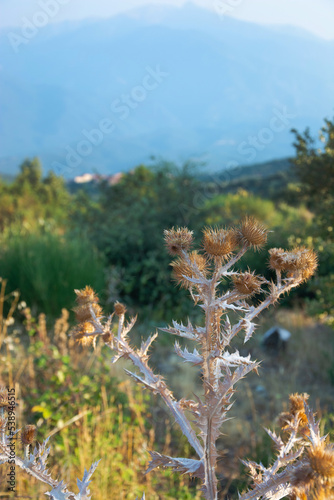 Obraz na płótnie Burdock bush at view of a mountains landscape in the Pyrenees, France w salonie