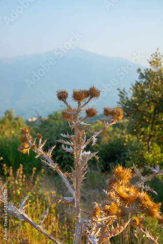 Obraz na płótnie Burdock bush at View of a mountains landscape in the Pyrenees, France w salonie
