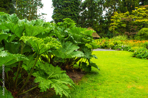 Riesenrhabarder im Botanischen Garten