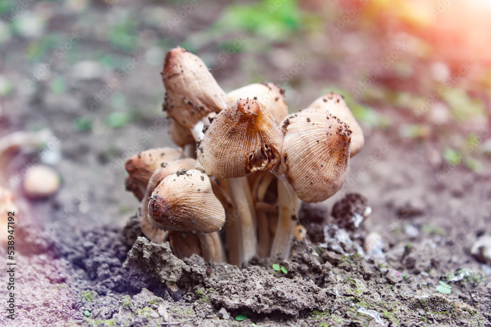 Inedible toadstool mushrooms. Mushrooms in the meadow. Inedible toadstool mushrooms. Mushrooms in the meadow.