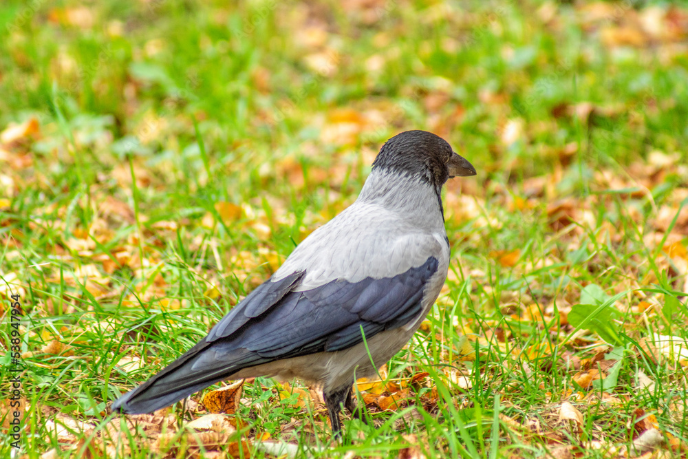 Obraz premium wrona siwa