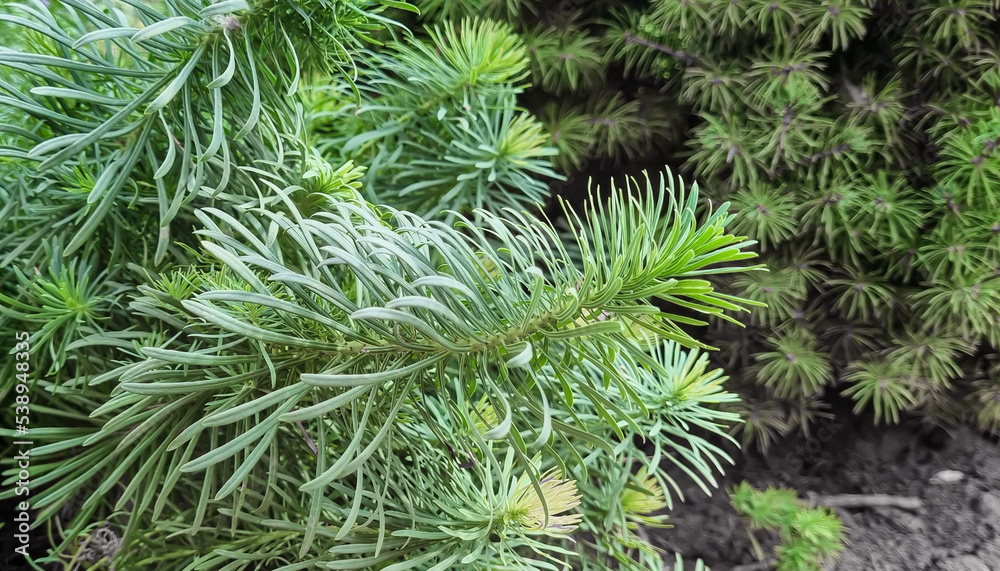 Green branches of a coniferous tree with needles.