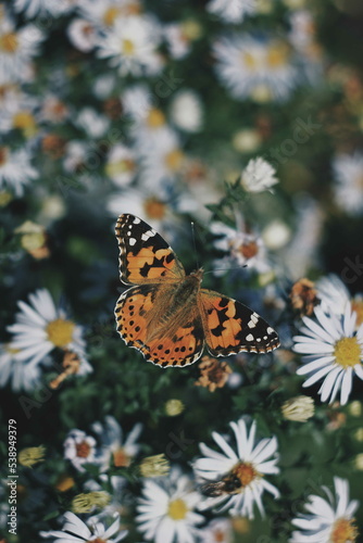 Butterfly on the white flower © Jan