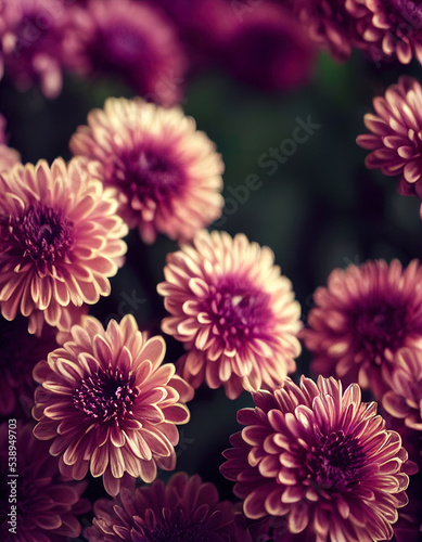 Pink chrysanthemum flower 3d illustrated  