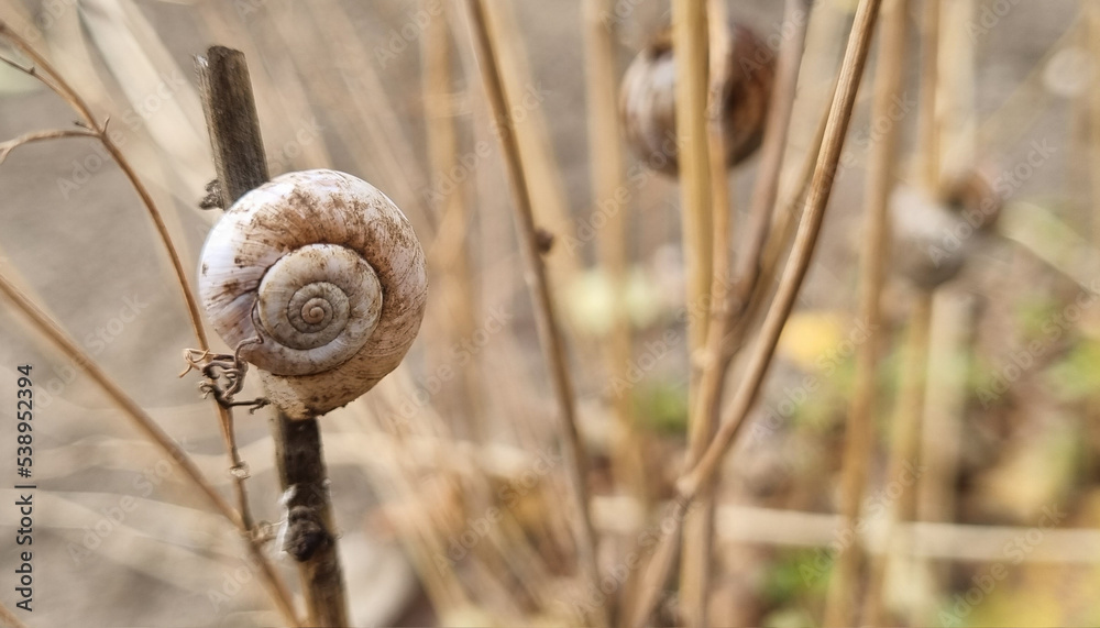 Dry dill bushes with snails growing in the garden close-up. Defocused soil in the background. Dry dill bushes with snails growing in the garden close-up. Defocused soil in the background.