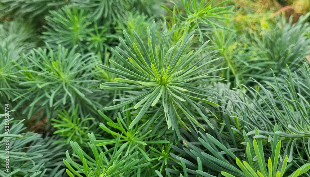 Green branches of a coniferous tree with needles. Green branches of a coniferous tree with needles.