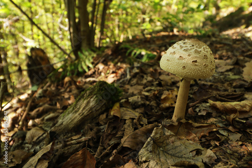 A single parasol mushroom (Macrolepiota procera)