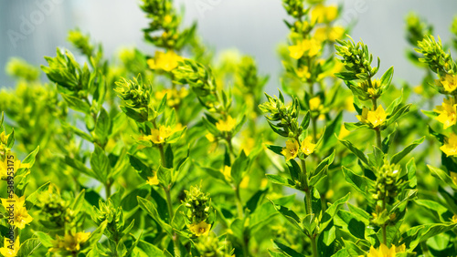Yellow lysimachia or loosestrife is flowering plants, family Primulaceae. Сoncept of gardening and summer flowers