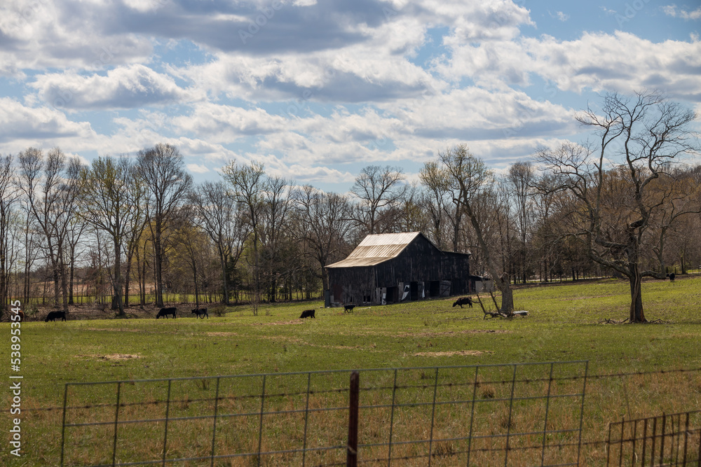 Fototapeta premium Barn in the field on a sunny day