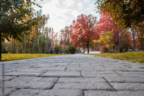 Walkway in the park with autumn trees. Autumn in the park.