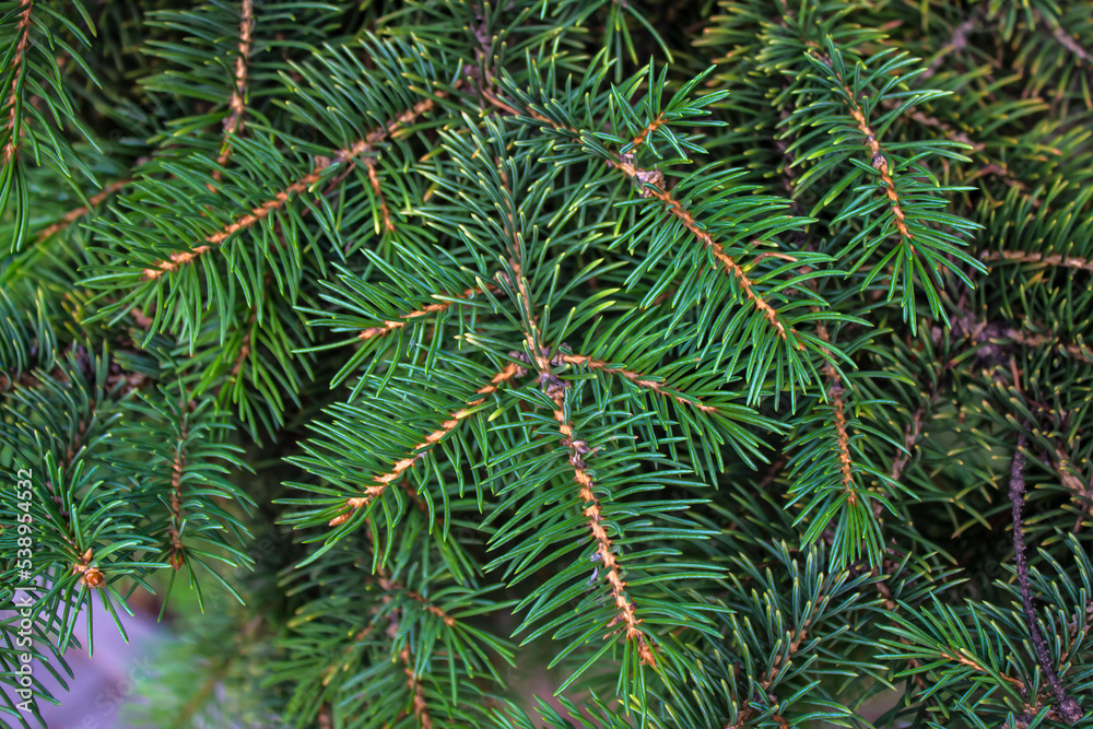 Fototapeta premium Green branches of a coniferous tree.