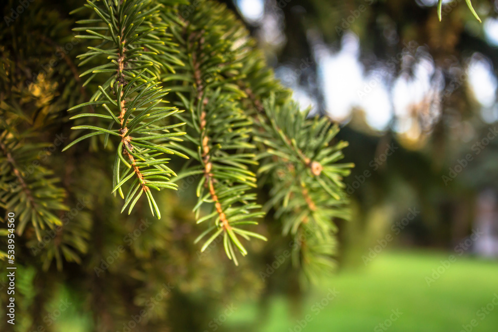 Green branches of a coniferous tree. Green branches of a coniferous tree.
