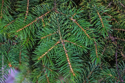 Green branches of a coniferous tree.