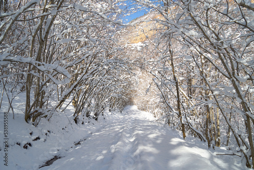 Snowy road in a mountain forest.