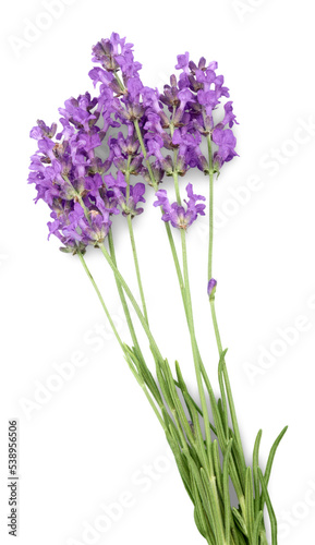 Bunch of lavender on white background