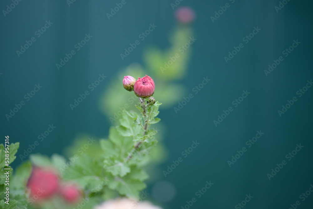 Obraz premium white fluffy daisies, chrysanthemum flowers on a green background Beautiful pink chrysanthemums close-up in aster Astra tall perennial, new english (morozko, morozets) texture gradient purple flower