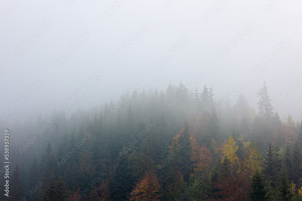 Foggy autumn mountain landscape with spruce forest. Foggy autumn mountain landscape with spruce forest.