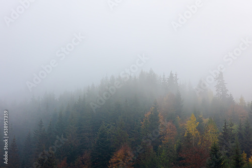 Foggy autumn mountain landscape with spruce forest.